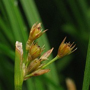IMG_6436