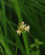 IMG_6442