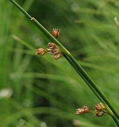IMG_6452