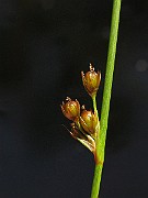 IMG_6848