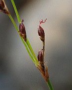 IMG_6720