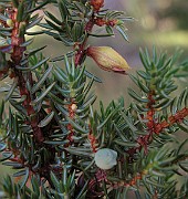 IMG_2371
