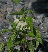 IMG_4507