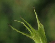 IMG_4510