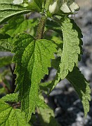 IMG_4511
