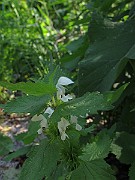 IMG_7115