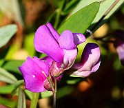 IMG_9936