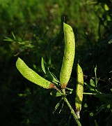IMG_6110