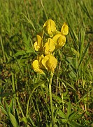 Lathyrus_pratensis2