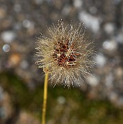 IMG_1666