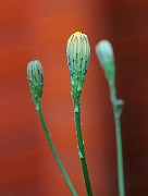 IMG_1623
