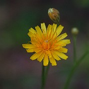 IMG_1852