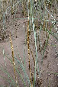 IMG_2518