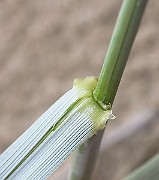 IMG_2520