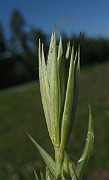 IMG_4204