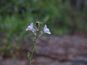 IMG_0188