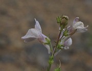 IMG_9294