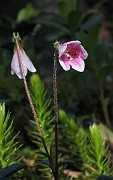 Linnea_borealis5