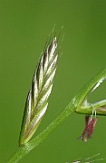 IMG_9561