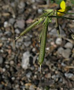 IMG_5591