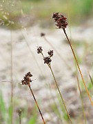 IMG_1832