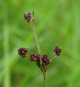 IMG_6585