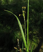 IMG_5535