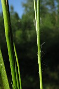IMG_5536
