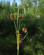 IMG_5538