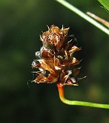 IMG_5539