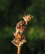 IMG_5542