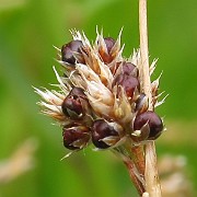 IMG_6475b