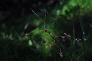 IMG_2477