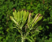 IMG_4409