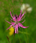 IMG_2390