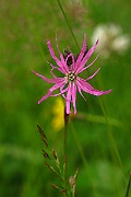 IMG_2391