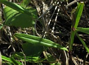 IMG_7076