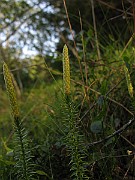 IMG_4353