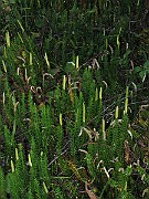 IMG_4372