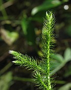 IMG_7721