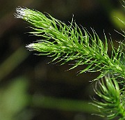 IMG_7721b