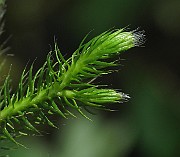 IMG_7722