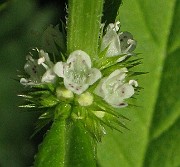 IMG_3457b