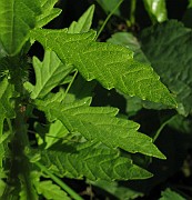 IMG_3464