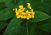 IMG_0630