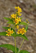IMG_0708
