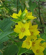 IMG_3817