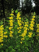 IMG_3826