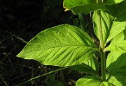IMG_3831