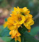 IMG_1551